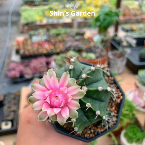  Xương rồng Gym | SG00029 | Chậu nhựa | 10 - 15 cm | Kiên cường, Bền bỉ, Tài lộc | Shin's Garden 