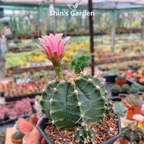  Xương rồng Gym | SG00029 | Chậu nhựa | 10 - 15 cm | Kiên cường, Bền bỉ, Tài lộc | Shin's Garden 