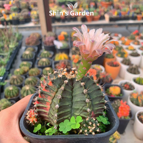  Xương rồng Gym | SG00028 | Chậu nhựa | 10 - 15 cm | Kiên cường, Bền bỉ, Tài lộc | Shin's Garden 