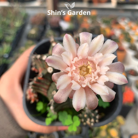  Xương rồng Gym | SG00028 | Chậu nhựa | 10 - 15 cm | Kiên cường, Bền bỉ, Tài lộc | Shin's Garden 