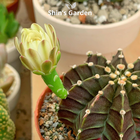  Xương rồng Gym | SG00030 | Chậu nhựa | 10 - 15 cm | Kiên cường, Bền bỉ, Tài lộc | Shin's Garden 
