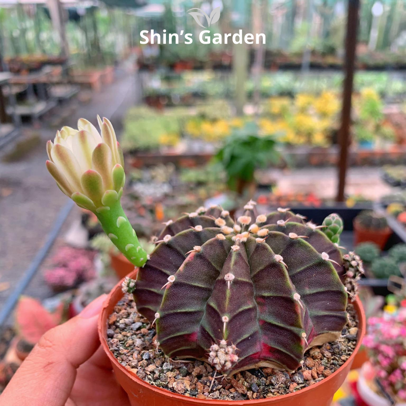 Xương rồng Gym | SG00030 | Chậu nhựa | 10 - 15 cm | Kiên cường, Bền bỉ, Tài lộc | Shin's Garden