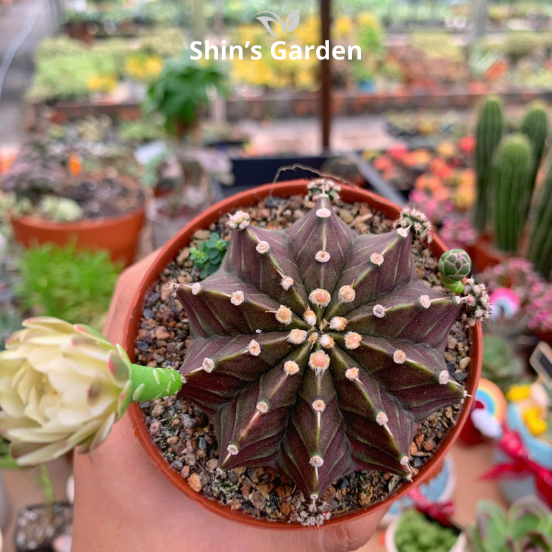 Xương rồng Gym | SG00030 | Chậu nhựa | 10 - 15 cm | Kiên cường, Bền bỉ, Tài lộc | Shin's Garden