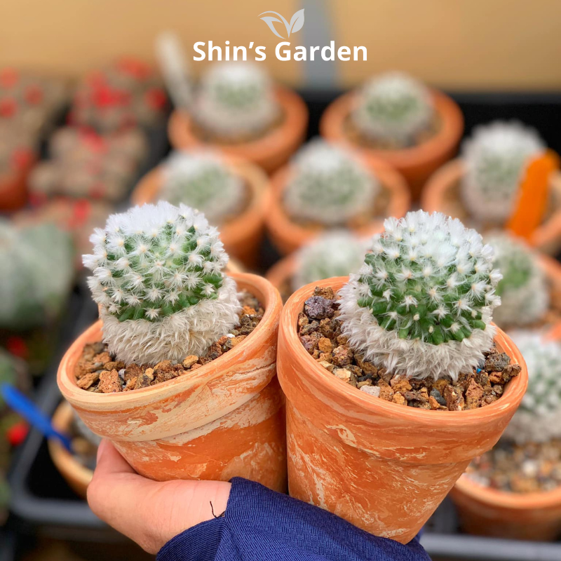 Xương rồng Mami: Ý nghĩa, cách chăm và gợi ý chậu đẹp tại Shin’s Garden