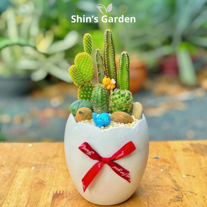 Tiểu cảnh xương rồng | SG00027 | Chậu sứ trắng | 10 - 15 cm | Kiên cường, Bền bỉ, Tài lộc | Shin's Garden