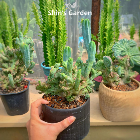  Khám phá xương rồng Mytilo Crest: cây đột biến mào độc lạ decor cùng Shin’s Garden 