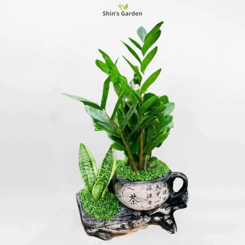  Cây kim tiền | QV00082 | Chậu kiểu ấm trà | 30 - 50 cm | Tài lộc, May mắn, Thịnh vượng | Shin's Garden 