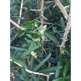  Phúc Hưng Long  Trà Thân Lá Xáo Tam Phân PHL4 - Túi 200G, Xáo Tam Phân chính hãng. 