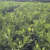  Phúc Hưng Long Cây giống Xáo Tam Phân CG2 - Chậu 2 cây, 30 - 40 cm 