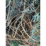  Phúc Hưng Long  Trà Thân Lá Xáo Tam Phân PHL4 - Túi 200G, Xáo Tam Phân chính hãng. 