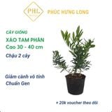  Phúc Hưng Long Cây giống Xáo Tam Phân CG2 - Chậu 2 cây, 30 - 40 cm 