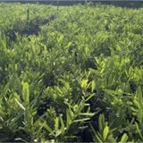  Phúc Hưng Long Cây giống Xáo Tam Phân CG1- Chậu 2 cây, 20 - 25 cm 