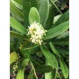  Phúc Hưng Long  Trà Thân Lá Xáo Tam Phân PHL4 - Túi 200G, Xáo Tam Phân chính hãng. 