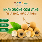  Nhãn Xuồng Cơm Vàng 