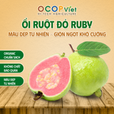  Ổi Ruột Đỏ Ruby 