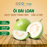  Ổi Đài Loan 