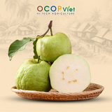  Ổi Đài Loan 