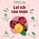  Mận cắt gọt 