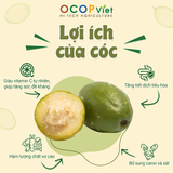  Cóc cắt gọt 