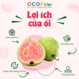  Ổi cắt gọt 