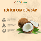  Dừa Sáp 