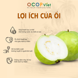  Ổi Nữ Hoàng 