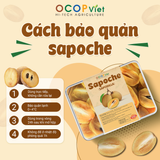  Sapoche cắt gọt 