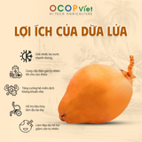  Dừa Lửa 