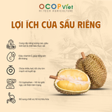  Sầu Riêng Ri6 