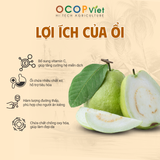  Ổi Đài Loan 