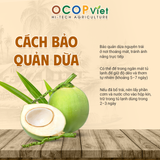  Dừa Dứa 
