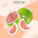  Bưởi cắt gọt 