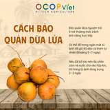  Dừa Lửa 