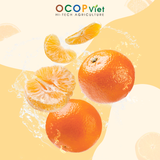  Quýt cắt gọt 
