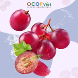  Nho cắt gọt 