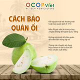  Ổi Đài Loan 
