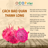  Thanh Long Ruột Đỏ 