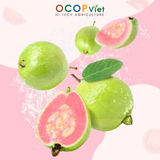  Ổi cắt gọt 