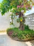  Villa Hội An Nguyên Căn 5PN - HA038 