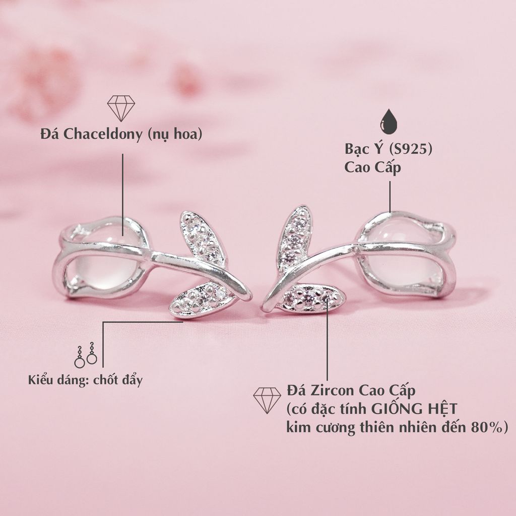 Hoa Tai Tulip Premium