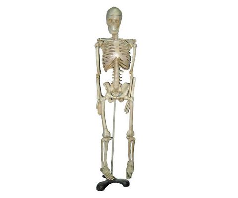 Bộ Xương Người