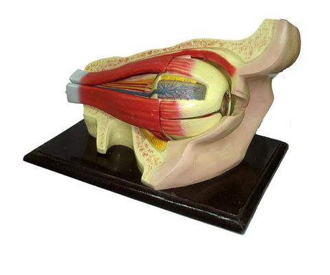 Mô Hình Cấu Tạo Mắt Người