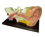 Mô Hình Cấu Tạo Tai Người