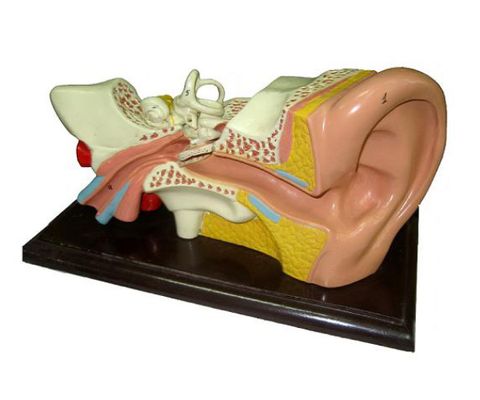 Mô Hình Cấu Tạo Tai Người