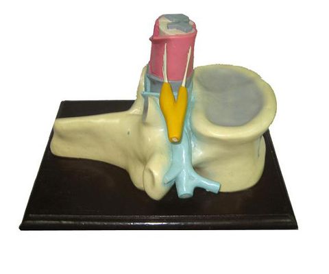 Mô Hình Cấu Tạo Tủy Sống