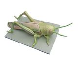 Mô Hình Châu Chấu