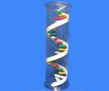 Mô Hình Phân Tử ARN