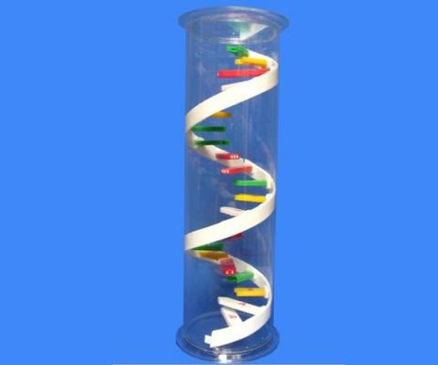 Mô Hình Phân Tử ARN