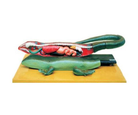 Mô Hình Thằn Lằn