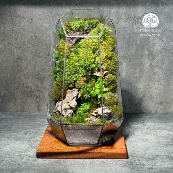 Terrarium Sườn Đồi Rêu Đá | Bể Đa Giác Đứng Trang Trí Thiền – Sản Xuất ...